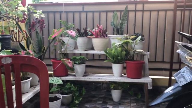 Camera iphone 7 - test video and foto | shoting for YT смотреть онлайн