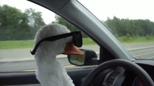 Гусь в очках едет под музыку 😎