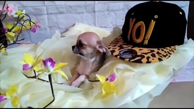 Микро-малыш чихуахуа на продажу смотреть онлайн