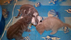 Как ухаживать и ЧЕМ КОРМИТЬ КОТЯТ ОТ 1 МЕСЯЦА (кормим котят)