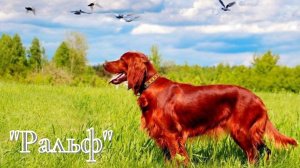 А.И. Куприн - Ральф.