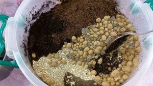 ХОЙИ?1 часть?Укоренение в воде и грунте?Размножение?Формирование?Пересадка?Австралис Лиза?Карноза?