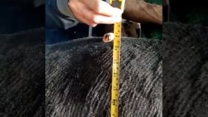 Гиссары овцы и бараны весом по 160 кг.