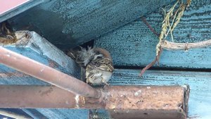 Полевой воробей обустраивает гнездо птичьим пухом