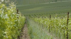 Винодельня Шумринка