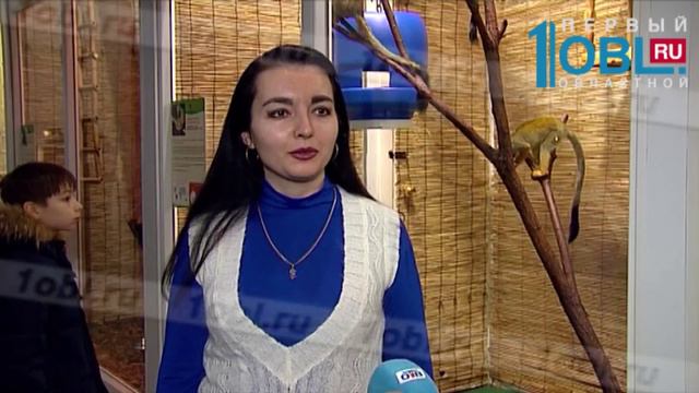 Самое большое семейство саймири поселилось в зоопарке Челябинска смотреть онлайн