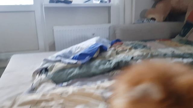 ОБЗОР НА СОБАКУ / Плюсы и минусы породы НЕМЕЦКИЙ ШПИЦ смотреть онлайн