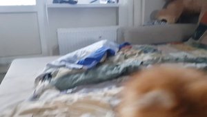 ОБЗОР НА СОБАКУ / Плюсы и минусы породы НЕМЕЦКИЙ ШПИЦ