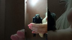 СТРИЖИ. 6-й день у меня живет стриж) утро))