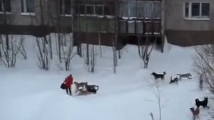 от собак дворник спасает девушку