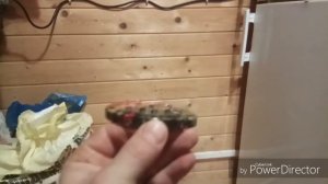 Самодельная поилка перепелятам , цыплятам  для первых дней жизни