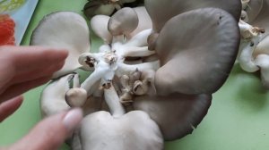 ЗА ГРИБАМИ 20 НОЯБРЯ! Выращивание вешенки в домашних условиях на отработанных блоках. СТИХиЯ