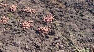 Урожай сортов Ирбицкий и Балтик роуз. Сезон 2020 г.