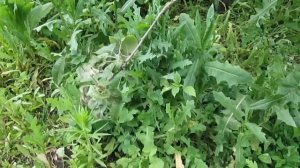 Недорогой триммер BOSCH ART 23 SL