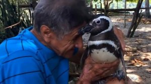 Трогательная история о дружбе пингвина и человека после спасения