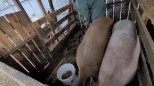 Уборка у свиней! / Уличное содержание свиней? / Понедельник день тяжёлый?