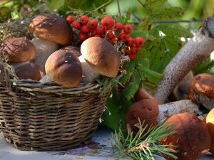 Съедобные грибы саратовской области.Подберёзовики,подосиновики.Сбор грибов.