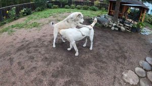 КАК и ЧЕМ КОРМИТЬ АЛАБАЯ | Рацион моих собак | Кормление алабая |