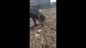 ВЫЛЕЧИЛ ОГРОМНЫЙ ЗОБ У ЯГНЕНКА И КАК НЕ ДОПУСТИТЬ ТАКОГО ВПРЕДЬ