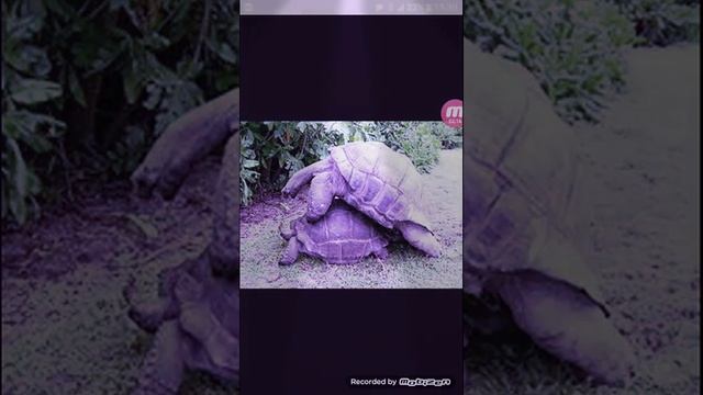 Зоология/1 Черепаха смотреть онлайн