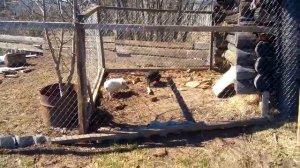 загон для свиней за 30 минут