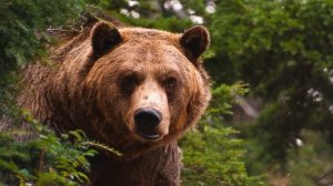 13 декабря-ДЕНЬ МЕДВЕДЯ.Интересные факты.