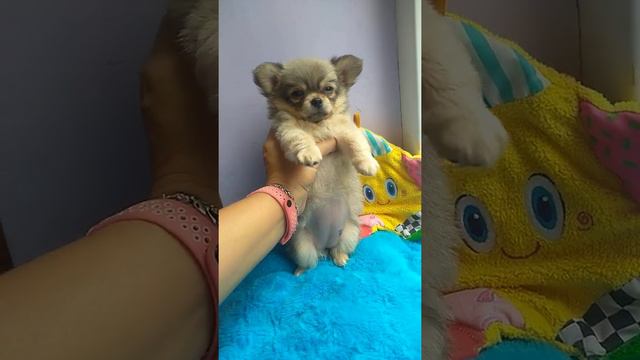 самая красивая девочка чихуахуа стандарт Карамельная Массандра длинношрстная продаётся, СИМФЕРОПОЛЬ