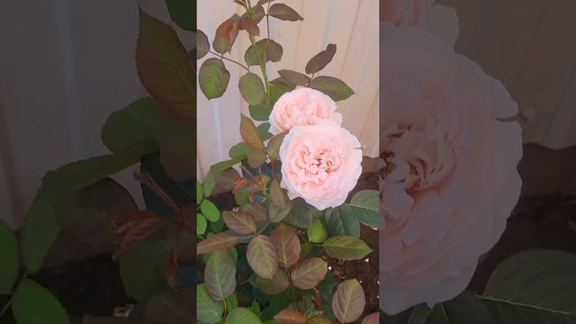 Розочка Донателла.Очарование и Нежность.😍❤#любовьспервоговзгляда ❤