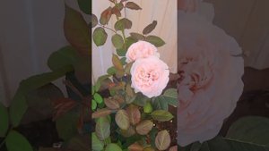 Розочка Донателла.Очарование и Нежность.😍❤#любовьспервоговзгляда ❤