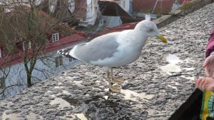 Православное Рождество наступило.