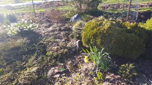 Рододендроны засохли зимой. Розы тоже страдают. смотреть онлайн