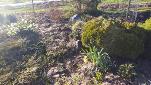 Рододендроны засохли зимой. Розы тоже страдают.