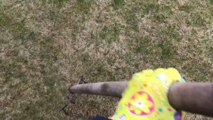 Газон ? Скорая помощь весной