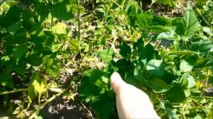 Фасоль. Мой бизнес.