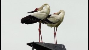 Дальневосточный аист! Oriental stork. Ciconia boyciana. Жизнь на опорах ЛЭП