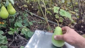 Груши Амфора, Золотистая, Выжница, Диколор.