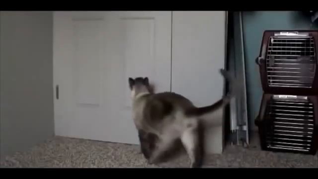 очень умные и сообразительные кошки смотреть онлайн