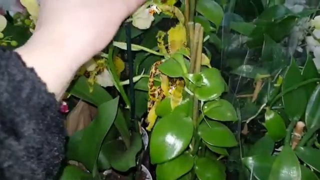 Флорэвиль! Отличный завоз Орхидей Блэк Видоу, Каода, Бернадетт, Фантом и другие ??(24ноября2020)