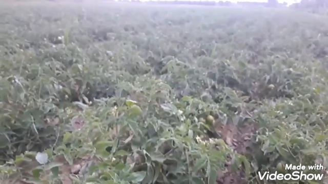 10 га помидора на открытом грунте смотреть онлайн