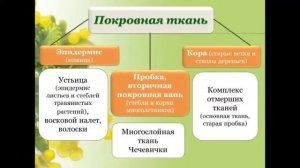 Ткани растений