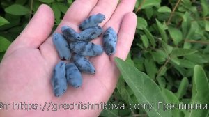 ЧУЛЫМСКАЯ сорт жимолости съедобной