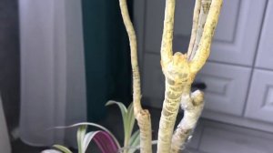 Как пробудить спящий цветонос у орхидеи легко и без затрат...и почки у ДРАЦЕНЫ