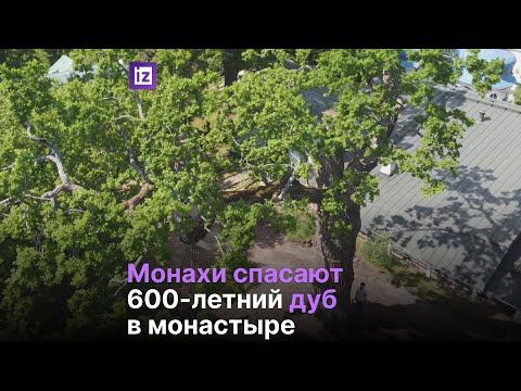 Монахи спасают 600-летний дуб