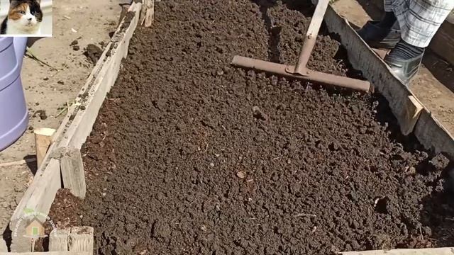 Прореживание и пересадка ростков свеклы. Как прореживать свеклу в открытом грунте