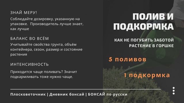 Туя в горшке.Как вырастить бонсай из семян. Часть 1