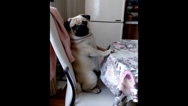 Лучшие приколы с мопсами