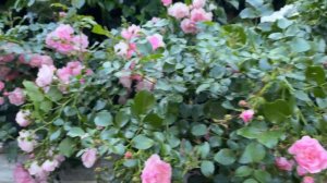 Carpet Rose/Apple Blossom/ Ground Cover