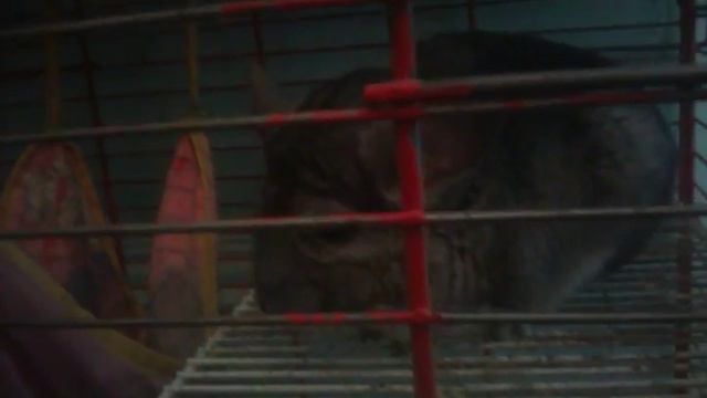 Наш Шуша спит в гамаке смотреть онлайн