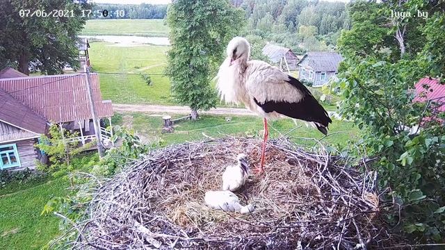 Гнездо аистов 2021 в туристической деревне "Белые луга" смотреть онлайн