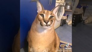 шлепа большой русский кот улыбается